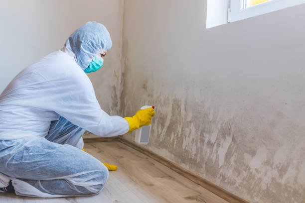 Mold Remediation specialist working in Little Elm